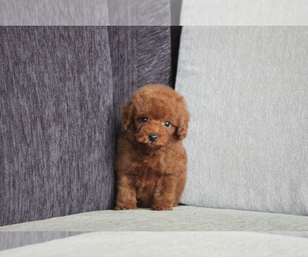 Medium Photo #1 Poodle (Toy) Puppy For Sale in CHICAGO, IL, USA