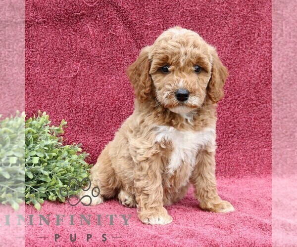 Medium Photo #4 Goldendoodle (Miniature) Puppy For Sale in EPHRATA, PA, USA