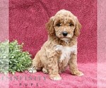 Small #3 Goldendoodle (Miniature)