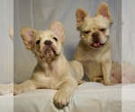 Small #1 French Bulldog