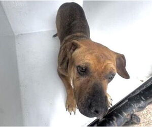 Dachshund-Unknown Mix Dogs for adoption in Houston, TX, USA