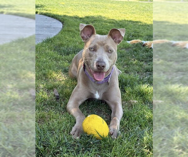 Medium Photo #3 Mutt Puppy For Sale in Elk Grove, CA, USA