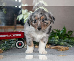 Small #1 Miniature Australian Shepherd
