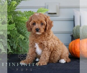 Cavapoo Puppy for sale in NARVON, PA, USA