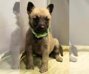 Mutt Dogs for adoption in Imlay City, MI, USA