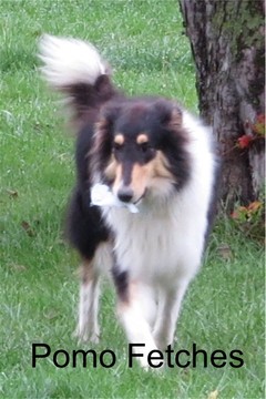 Medium Photo #1 Collie Puppy For Sale in KINROSS, IA, USA