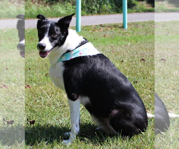 Medium Photo #3 Border Collie Puppy For Sale in Prattville, AL, USA