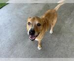 Small #1 Labrador Retriever Mix