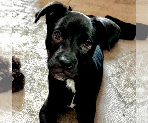 Medium Photo #5 Labrador Retriever-Unknown Mix Puppy For Sale in Canton, CT, USA