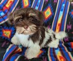 Small #3 Havanese