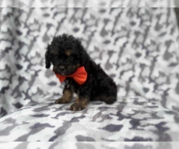 Medium Photo #3 Cavapoo (Miniature) Puppy For Sale in LAKELAND, FL, USA