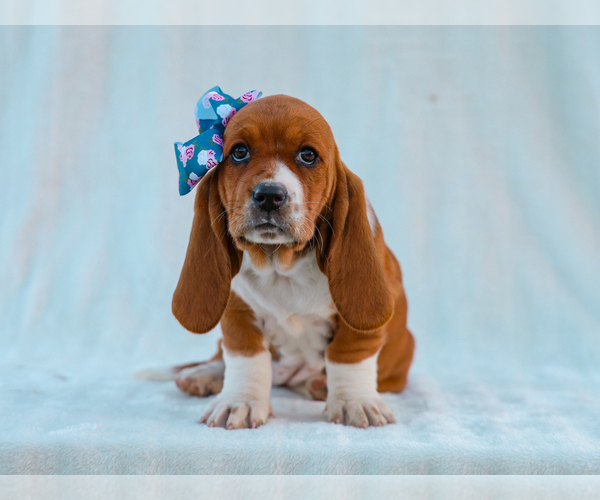 Medium Photo #4 Basset Hound Puppy For Sale in LIBERTY, KY, USA