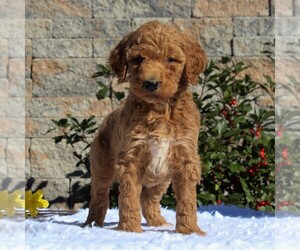 Goldendoodle-Poodle (Standard) Mix Puppy for sale in HONEY BROOK, PA, USA
