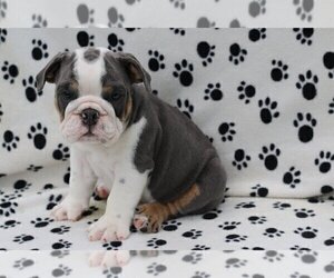 Bulldog Puppy for sale in PALOS VERDES ESTATES, CA, USA