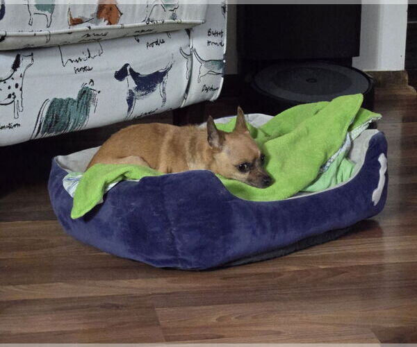 Medium Photo #2 Chihuahua Puppy For Sale in Belleuve, NE, USA