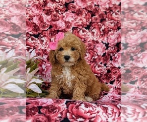 Labradoodle Puppy for sale in OXFORD, PA, USA