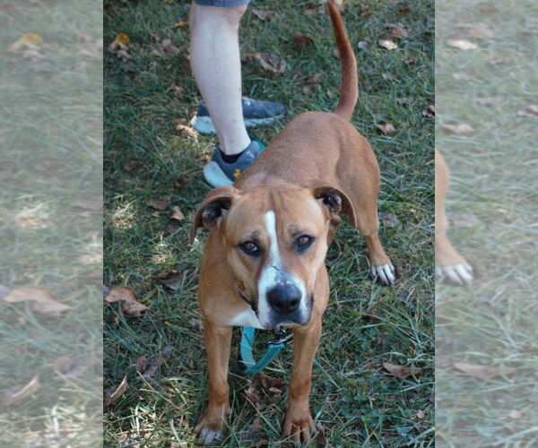 Medium Photo #3 Bullboxer Pit Puppy For Sale in Richmond, IN, USA