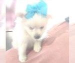 Small Photo #1 Petit Griffon de Gascogne Puppy For Sale in CORYDON, IN, USA