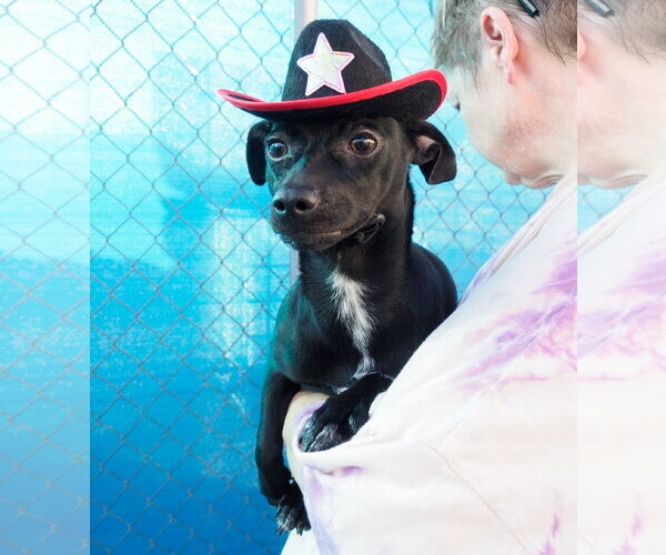 Medium Photo #4 Chihuahua-Unknown Mix Puppy For Sale in Phoenix, AZ, USA
