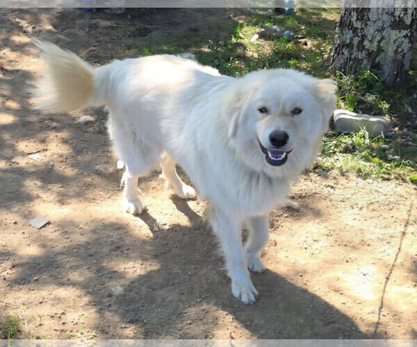 Medium Photo #2 Great Pyrenees Puppy For Sale in Croydon, NH, USA
