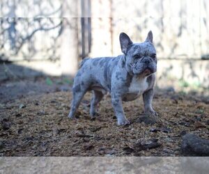 Father of the French Bulldog puppies born on 05/14/2021