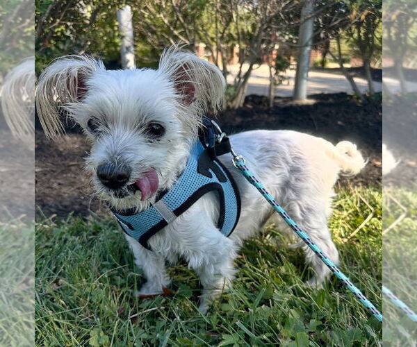 Medium Photo #4 Maltese Puppy For Sale in Lawrenceville, NJ, USA