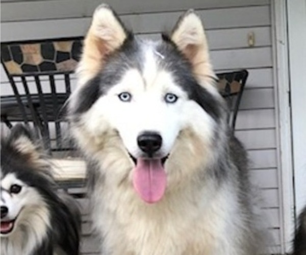 Medium Photo #1 Pomsky Puppy For Sale in SAVOY, MA, USA