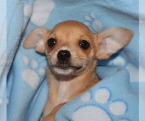 Medium Chihuahua