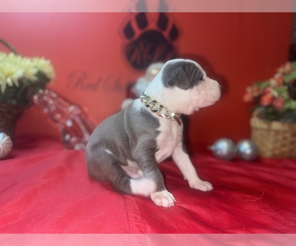 Medium Photo #6 American Pit Bull Terrier Puppy For Sale in TRENTON, NJ, USA