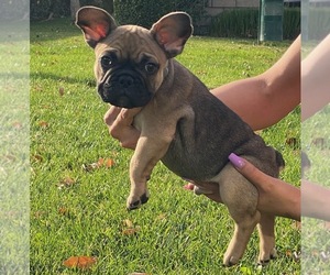 French Bulldog Puppy for sale in LA SIERRA, CA, USA