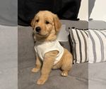 Small #10 Golden Retriever