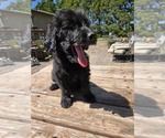 Small #3 Goldendoodle