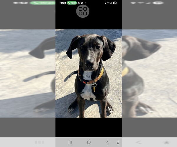 Medium Photo #1 Labrador Retriever-Unknown Mix Puppy For Sale in Rocky Mount, NC, USA