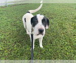 Small #1 Chinese Shar-Pei Mix