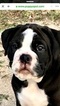 Small Photo #3 Olde English Bulldogge Puppy For Sale in CANYON LAKE, TX, USA