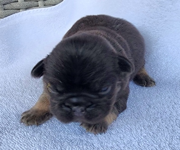 Medium Photo #5 French Bulldog Puppy For Sale in LAS VEGAS, NV, USA