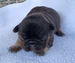 Small #4 French Bulldog