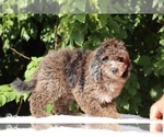 Small #6 Bernedoodle (Miniature) (+ Poodle Miniature)