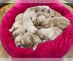 Small #7 Golden Retriever