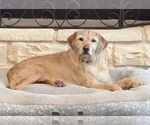 Small Golden Retriever Mix