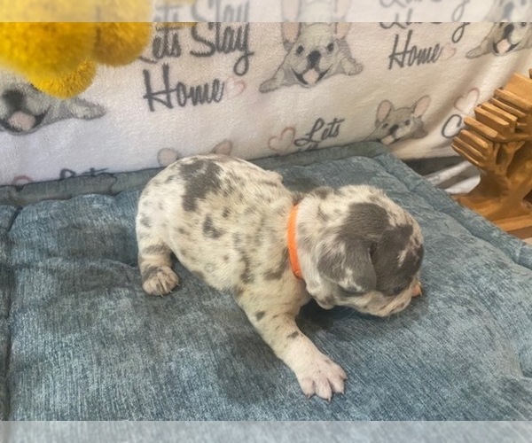 Medium Photo #8 French Bulldog Puppy For Sale in VILLA RICA, GA, USA