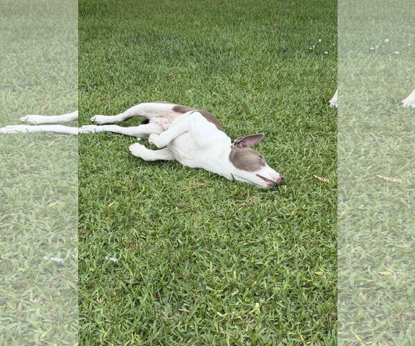 Medium Photo #9 Feist Terrier-Unknown Mix Puppy For Sale in Virginia Beach, VA, USA