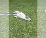 Small #8 Feist Terrier Mix