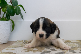 Saint Bernard Puppy for sale in KENT, OH, USA