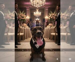 Black Mouth Cur-Unknown Mix Dogs for adoption in Fort Lauderdale, FL, USA