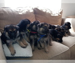 Small Photo #1 German Shepherd Dog Puppy For Sale in BLYTHE, CA, USA