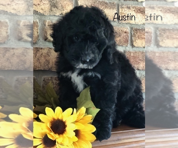 Medium Photo #32 Bernedoodle Puppy For Sale in BRYANT, IA, USA