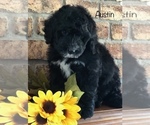 Small Photo #32 Bernedoodle Puppy For Sale in BRYANT, IA, USA