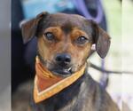 Small Chihuahua Mix