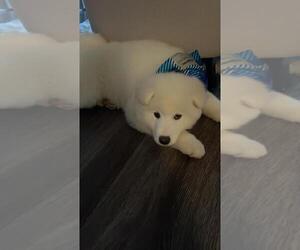 Samoyed Puppy for sale in MCKINNEY, TX, USA